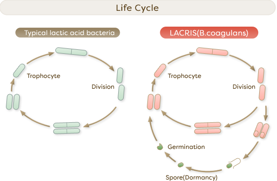 Life Cycle