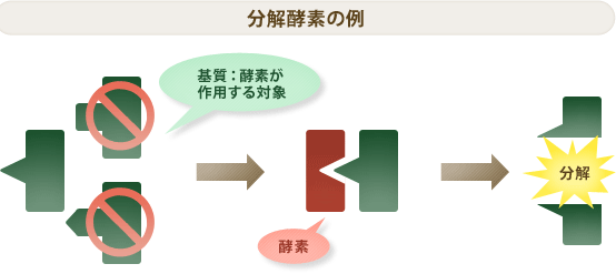 分解酵素の例