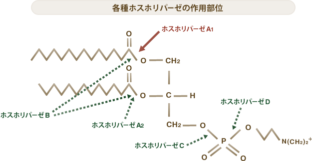 各種ホスホリパーゼの作用部位