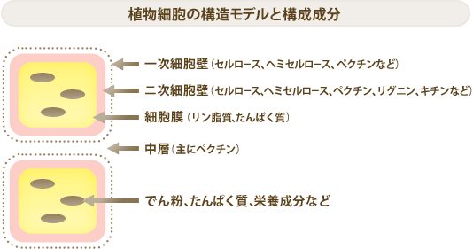 植物細胞の構造モデルと構成成分