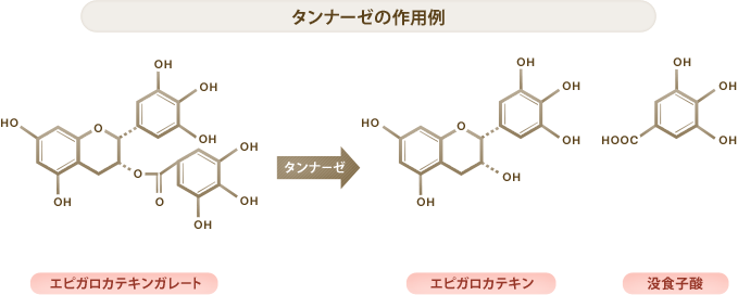 タンナーゼの作用例