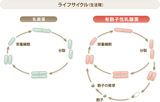 ライフサイクル（生活環）